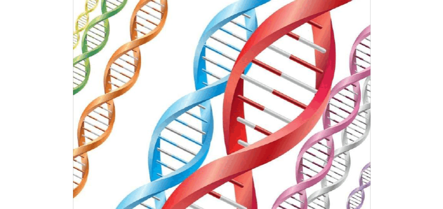 无创dna亲子鉴定准确吗DNA亲子鉴定会出错吗，出错的概率是多少